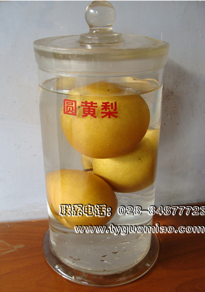 圓黃梨標本